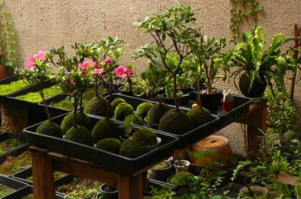 苔藓球植物养殖方法,苔藓球种植方法视频