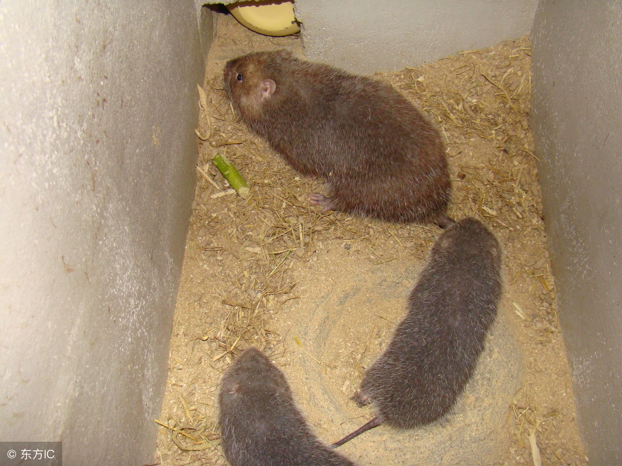 竹鼠的养殖条件和技术,竹鼠怎么高产