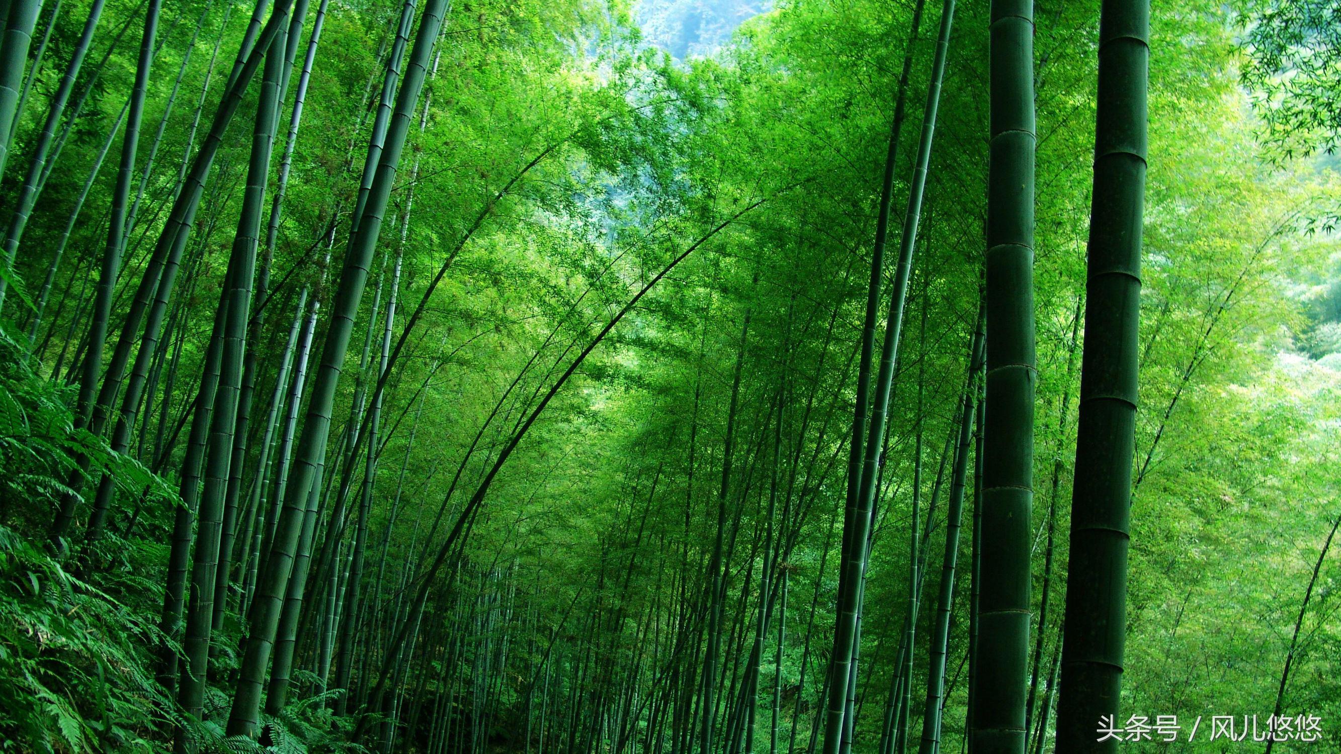 罗汉竹竹笋的功效与作用,毛竹麻竹箭竹楠竹的区别