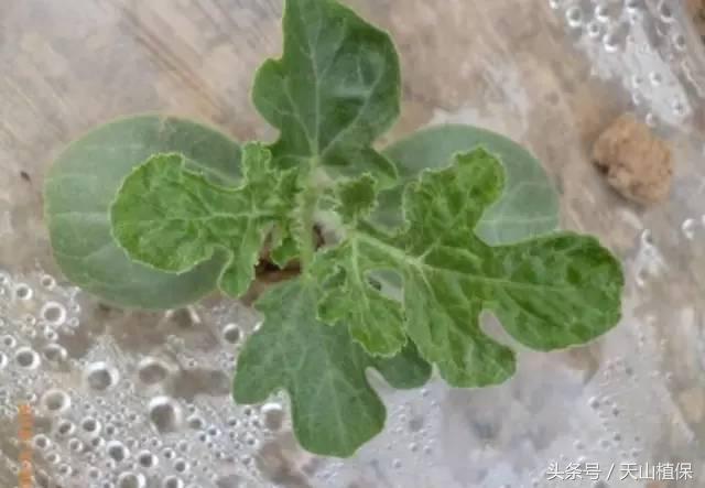 西瓜对二甲戊灵敏感吗,二甲戊灵西瓜地能用吗