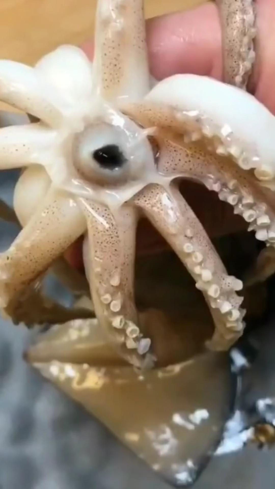 鱿鱼做法香辣爆炒,香辣鱿鱼做法大全