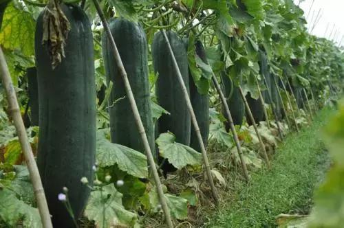 广西种植什么项目最赚钱,2018年种植什么最赚钱
