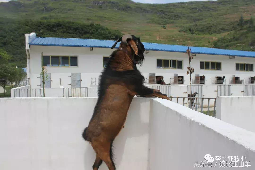所有的羊都是什么样的,你知道羊都有哪些类型吗