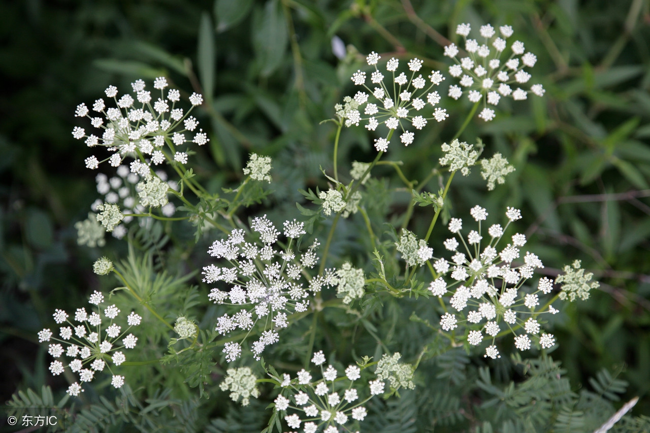 一方一净土，一花一世界，一草一天堂你认识蛇床子吗？