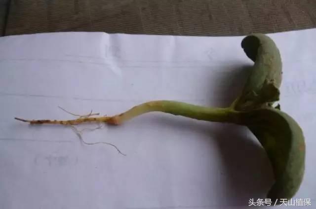 西瓜对二甲戊灵敏感吗,二甲戊灵西瓜地能用吗