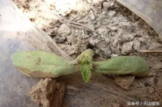 西瓜对二甲戊灵敏感吗,二甲戊灵西瓜地能用吗