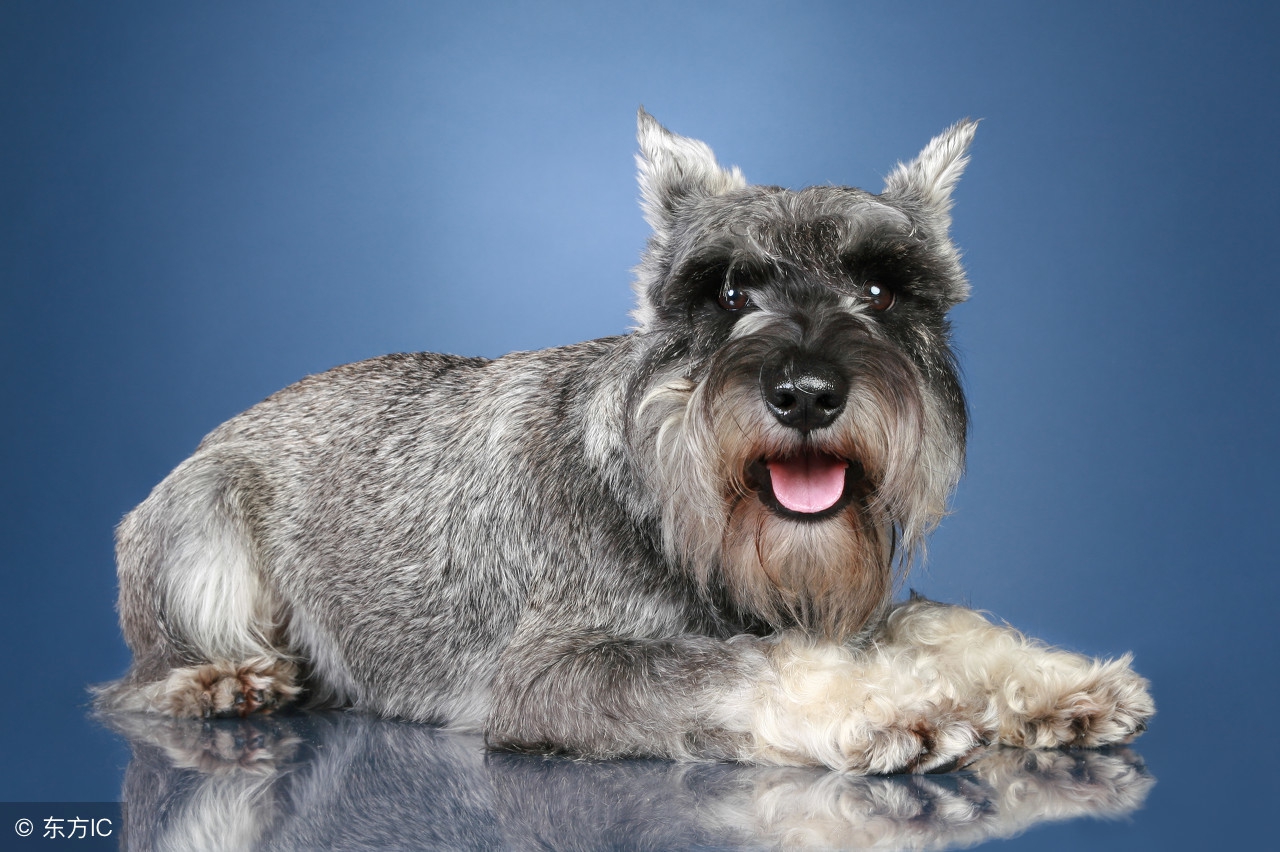 雪纳瑞犬养护知识大盘点图,日常养狗记录vlog雪纳瑞