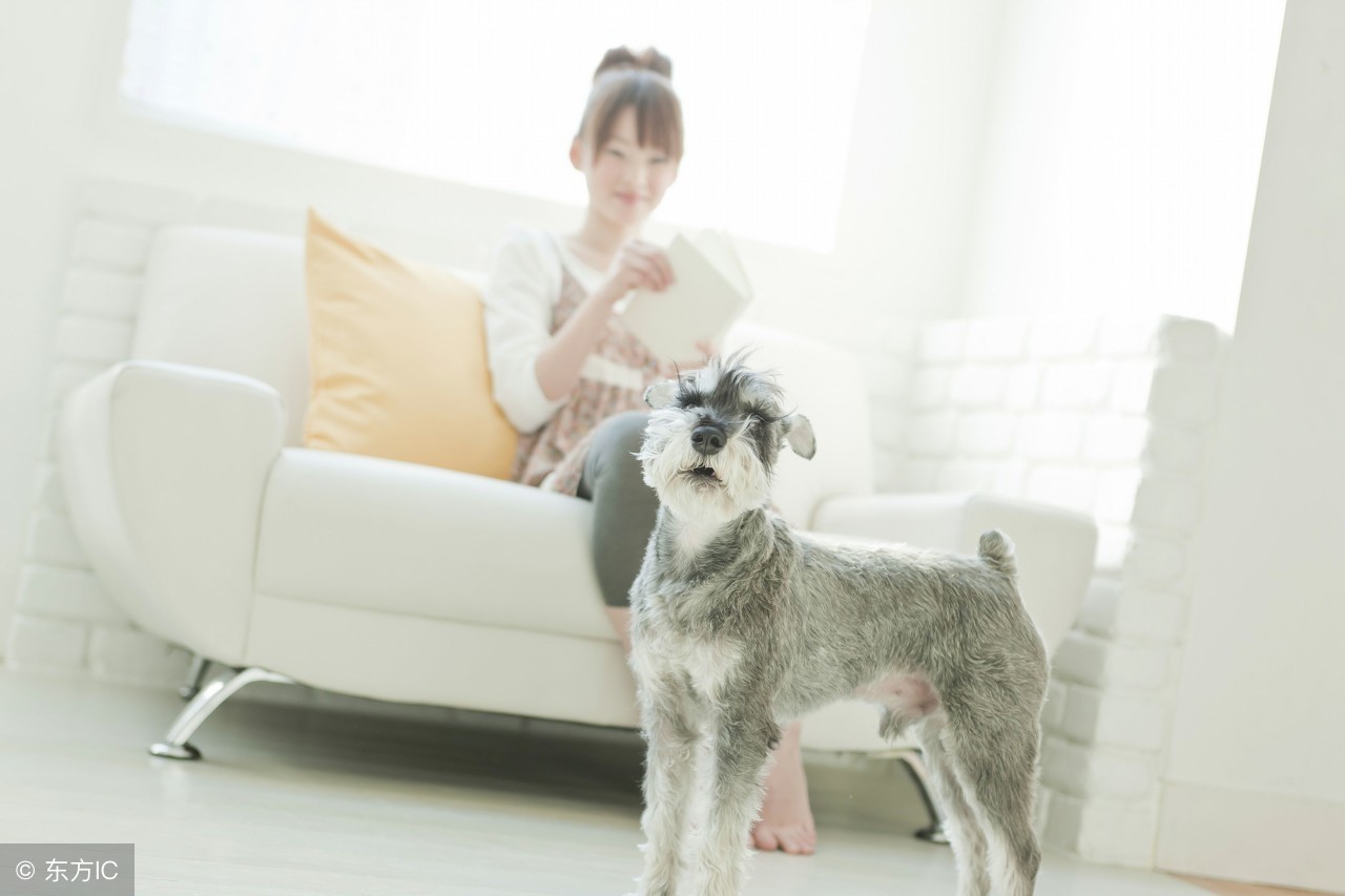 雪纳瑞犬养护知识大盘点图,日常养狗记录vlog雪纳瑞