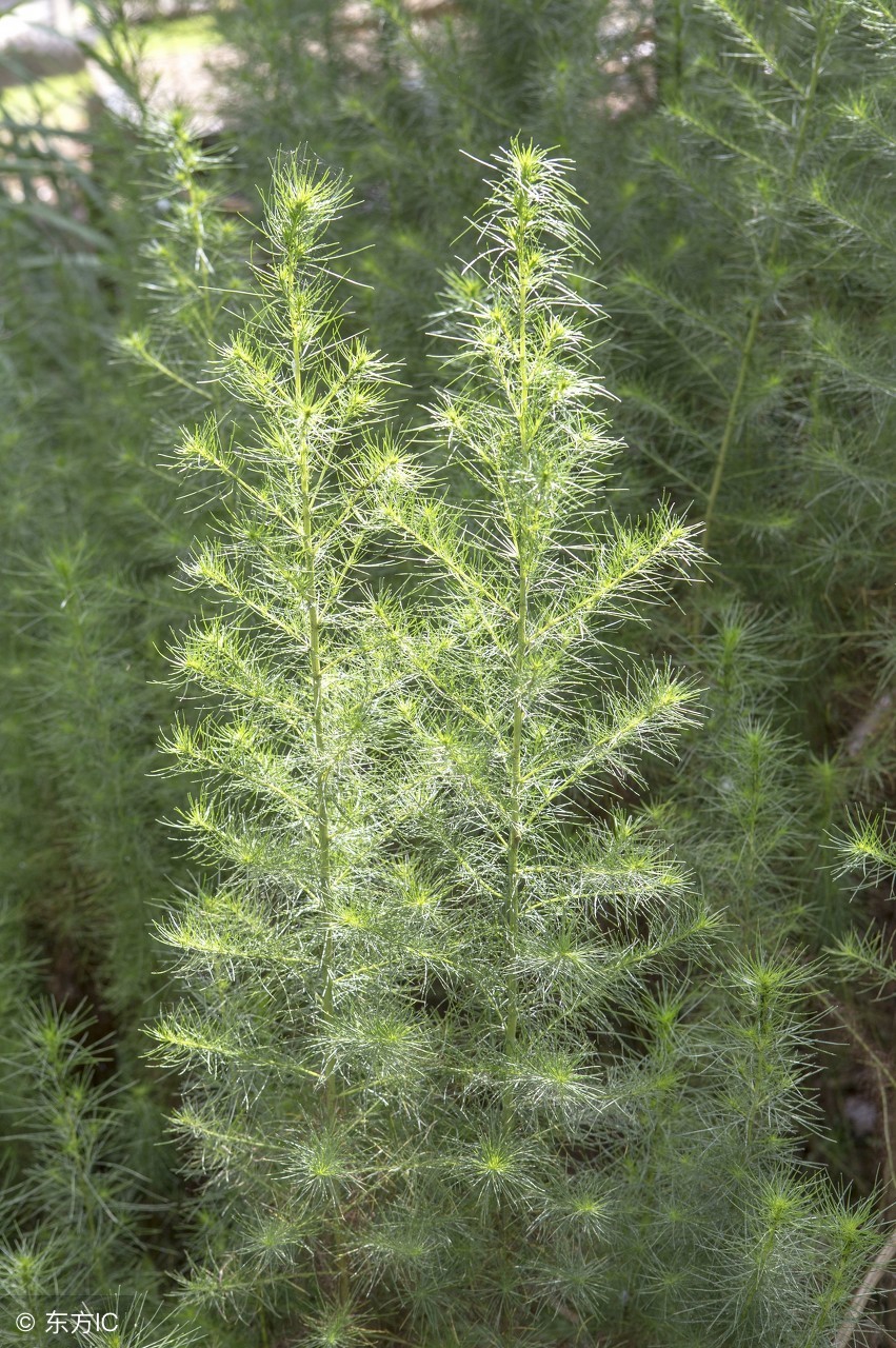 肝胆湿热肝火旺吃什么中药,肝胆湿热肝火旺喝什么茶好