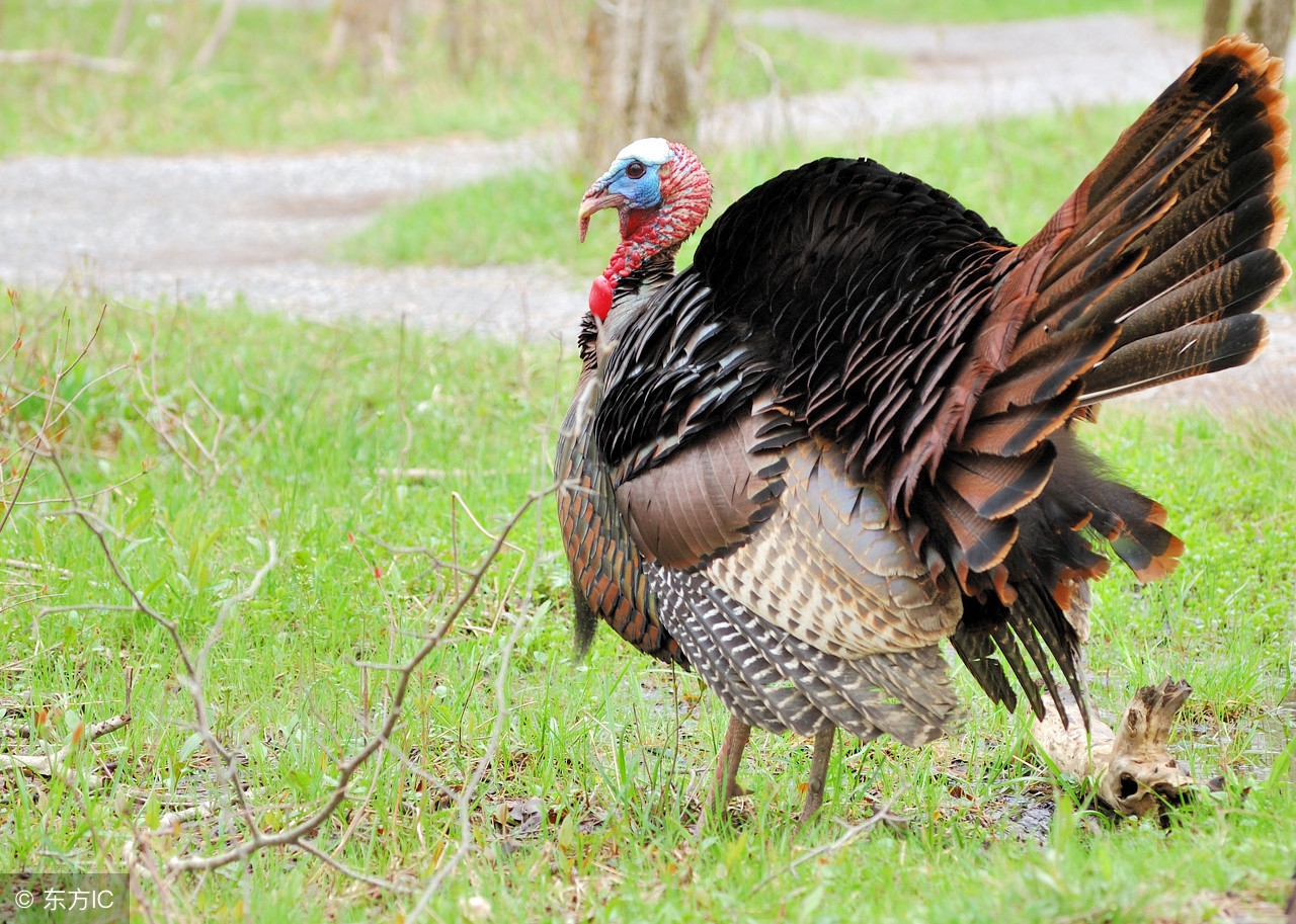 关于养殖火鸡的前景怎么样,火鸡养殖青铜火鸡