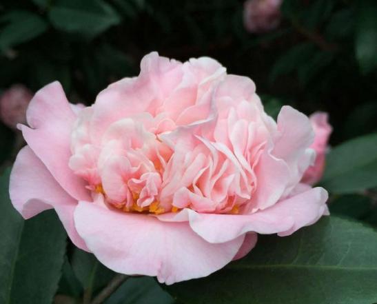 深圳元宵节有灯光秀吗,深圳民俗文化村元宵节