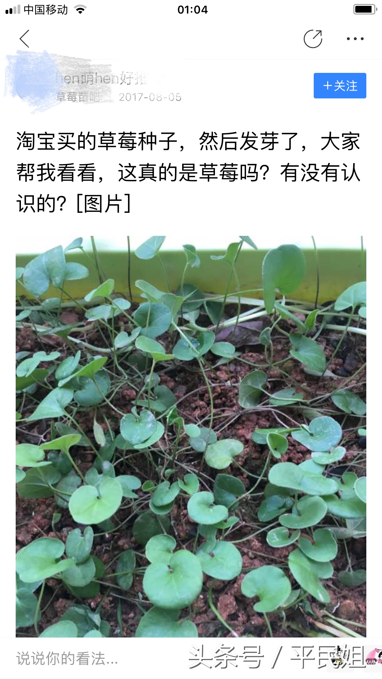 平民姐阳台种草莓,39假种子坑人种下草莓收获杂草你中招了吗