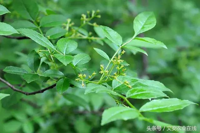 花椒丰产栽培需水量研究,花椒栽培技术培训班