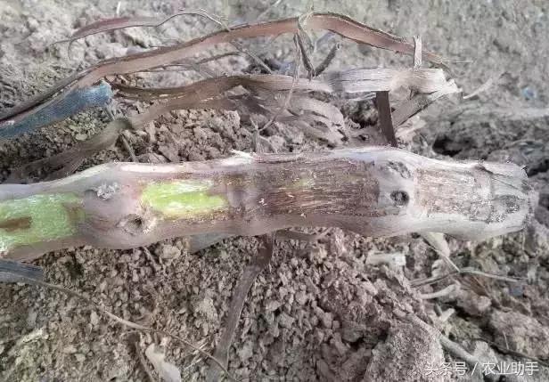 葡萄怎么养才能快结果,葡萄怎么养成盆栽