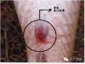 预防鱼肠炎最有效的方法,鱼类肠炎特效药