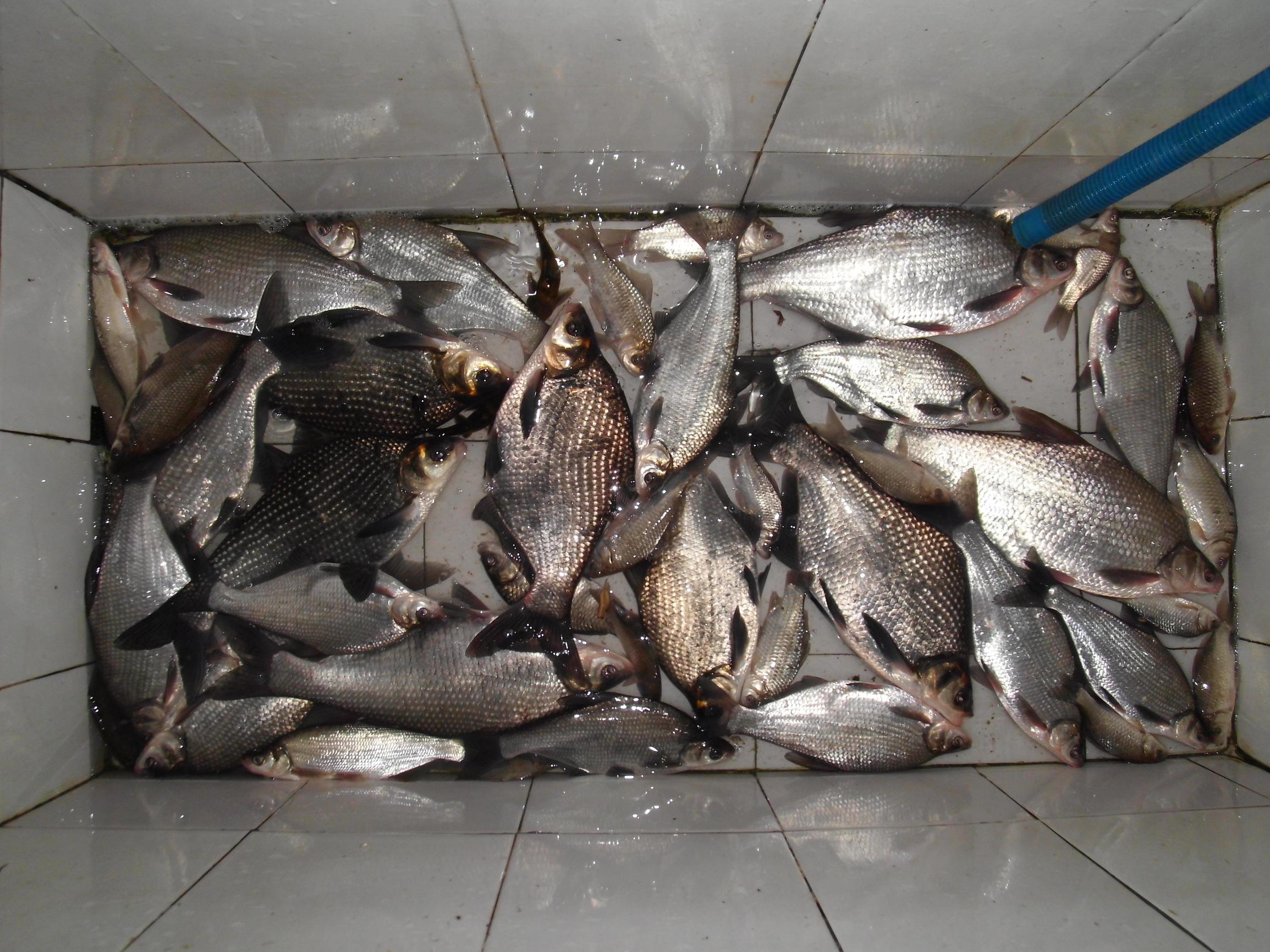 鳊鱼最爱吃什么东西,鳊鱼生活在长江哪里