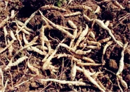 哪些地区藕价格最高,人工种植莲藕多少钱一斤