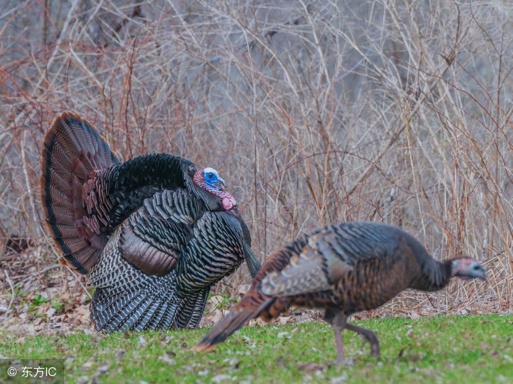 关于养殖火鸡的前景怎么样,火鸡养殖青铜火鸡