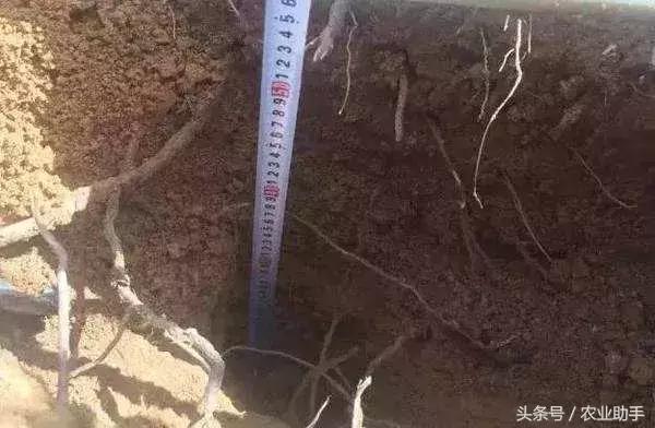 葡萄怎么养才能快结果,葡萄怎么养成盆栽