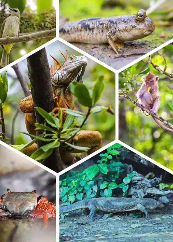 夏天一定要去一次沙巴吗,什么时候去沙巴旅游最适宜