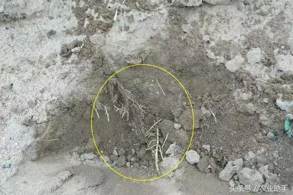 葡萄怎么养才能快结果,葡萄怎么养成盆栽