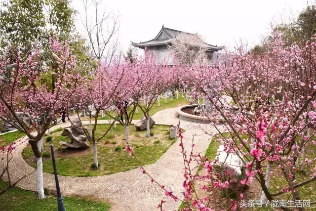 陇南徽县梅园“颜值”已“爆表”，再不去就迟了