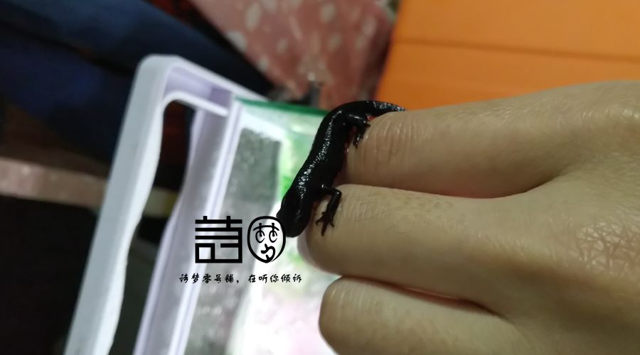 一只有梦想的中华蝾螈死在了梦想的路上