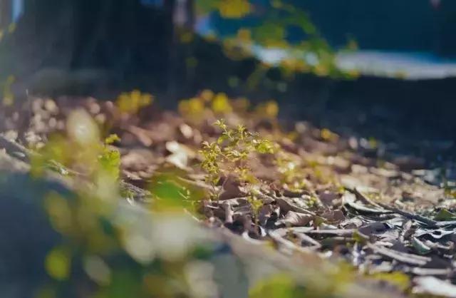 二十四节气惊蛰是哪一天,二十四节气惊蛰怎么画