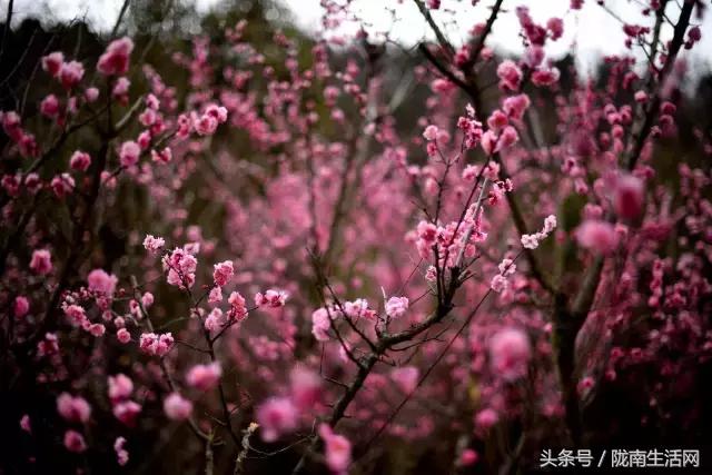 陇南徽县梅园“颜值”已“爆表”，再不去就迟了