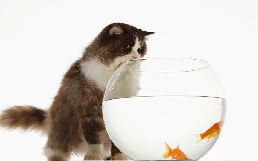 十二星座命中注定星座伴侣是谁,十二星座对应的宠物