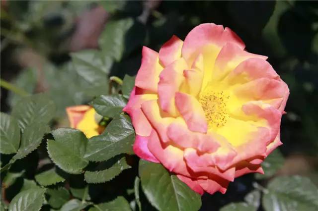 泰达能看花的地方,泰达观赏草基地