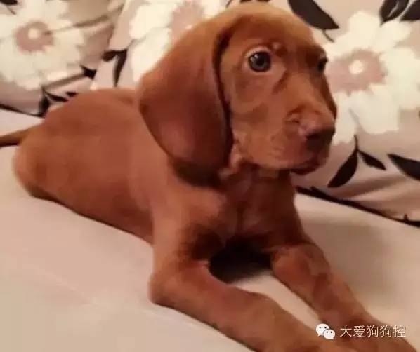 想不到，狗狗的耳型有这么多种！