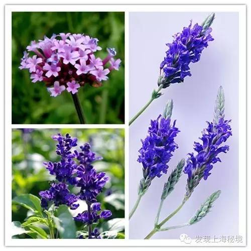 赏花上海植物园,赏花需要的是什么