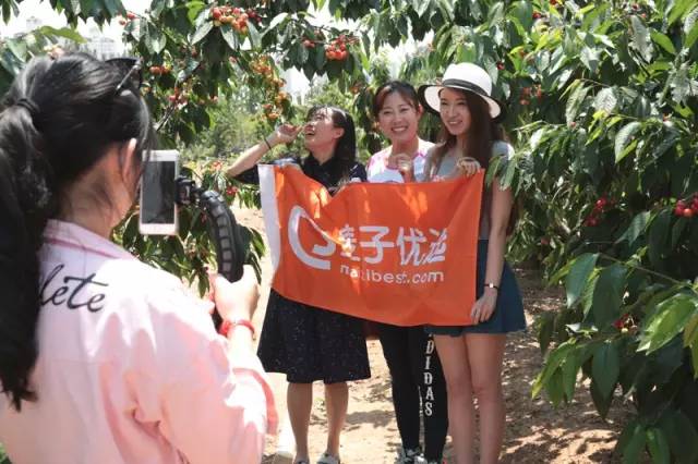 山东烟台大樱桃基地直播,烟台大樱桃基地直播