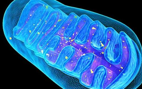 cell子刊《moleculartherapy》,cell子刊currentbiology