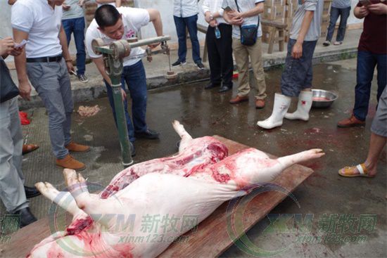 屠宰场杀猪的情况,生猪屠宰场杀猪实拍