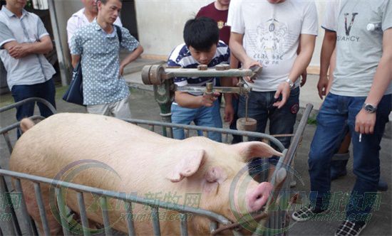 屠宰场杀猪的情况,生猪屠宰场杀猪实拍