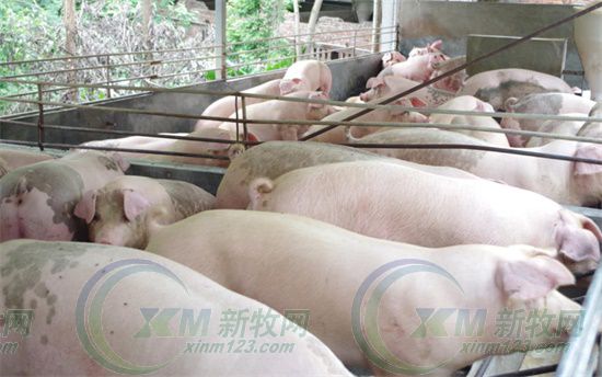 屠宰场杀猪的情况,生猪屠宰场杀猪实拍