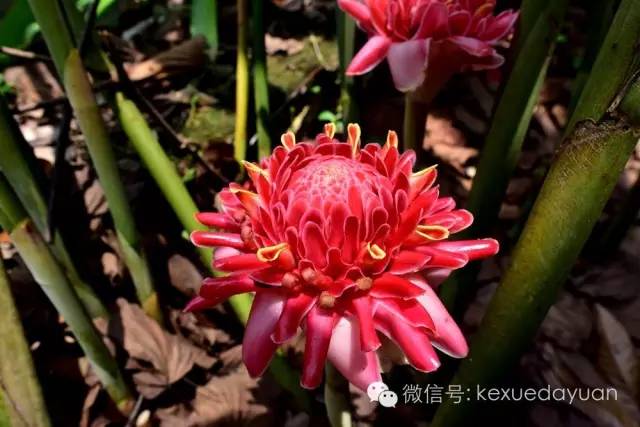 西双版纳热带雨林最有特色的树木,版纳原始森林雨林