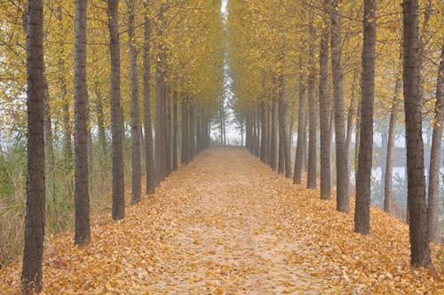 从A到Z，26个字母让你读懂微山湖红荷湿地