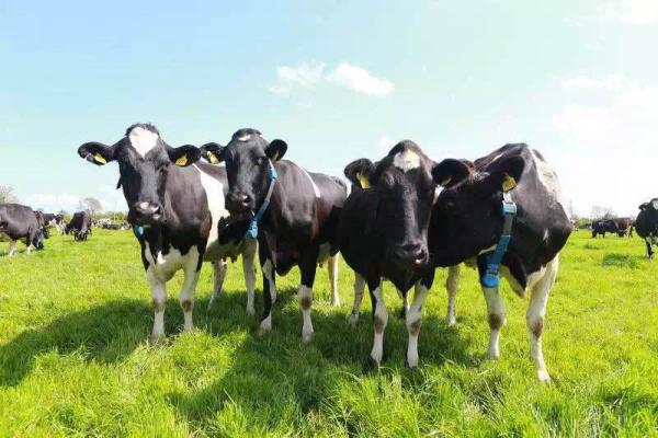 彰显国际品质，爱尔兰可睿心荣耀发布