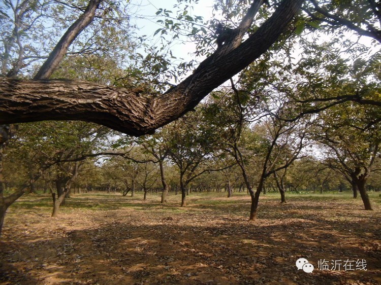 请不要听说临沂，请听临沂说......