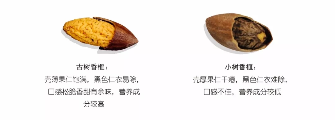 西施最爱的零食，恐龙时代已经存在，找遍整个中国才找到