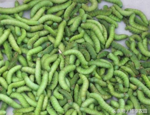 农村田里的吸血害虫,农村常见害虫200元一斤