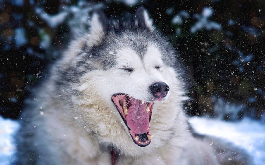 十二星座命中注定星座伴侣是谁,十二星座对应的宠物