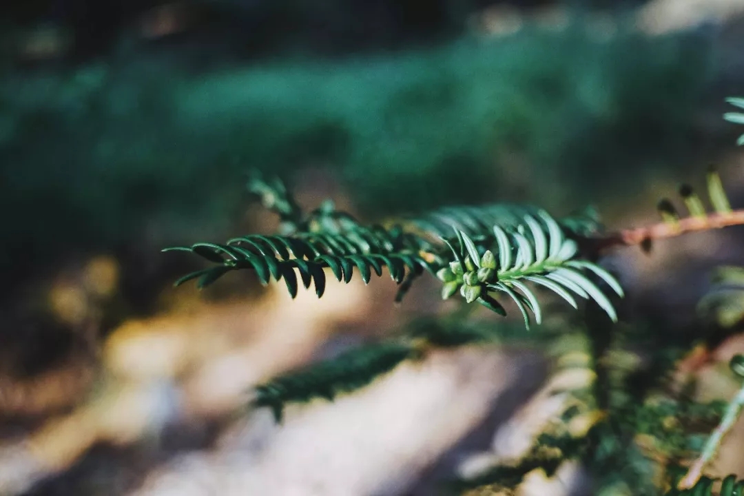 西施最爱的零食，恐龙时代已经存在，找遍整个中国才找到