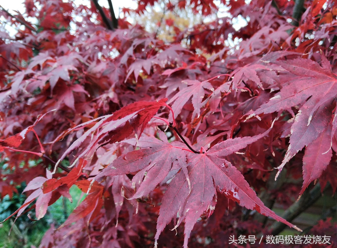 雷蛇手机一代评测,最新款雷蛇手机