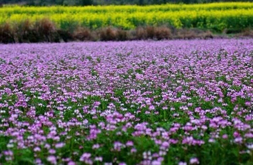 春天来了踏青赏花图片,春意盎然踏青赏花正当时