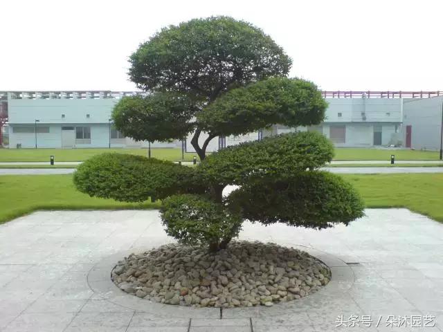 院子里的树有风水么,院子里长哪些树风水好一点