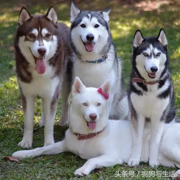 哈士奇西伯利亚雪橇犬,哈士奇真名叫做西伯利亚雪橇犬